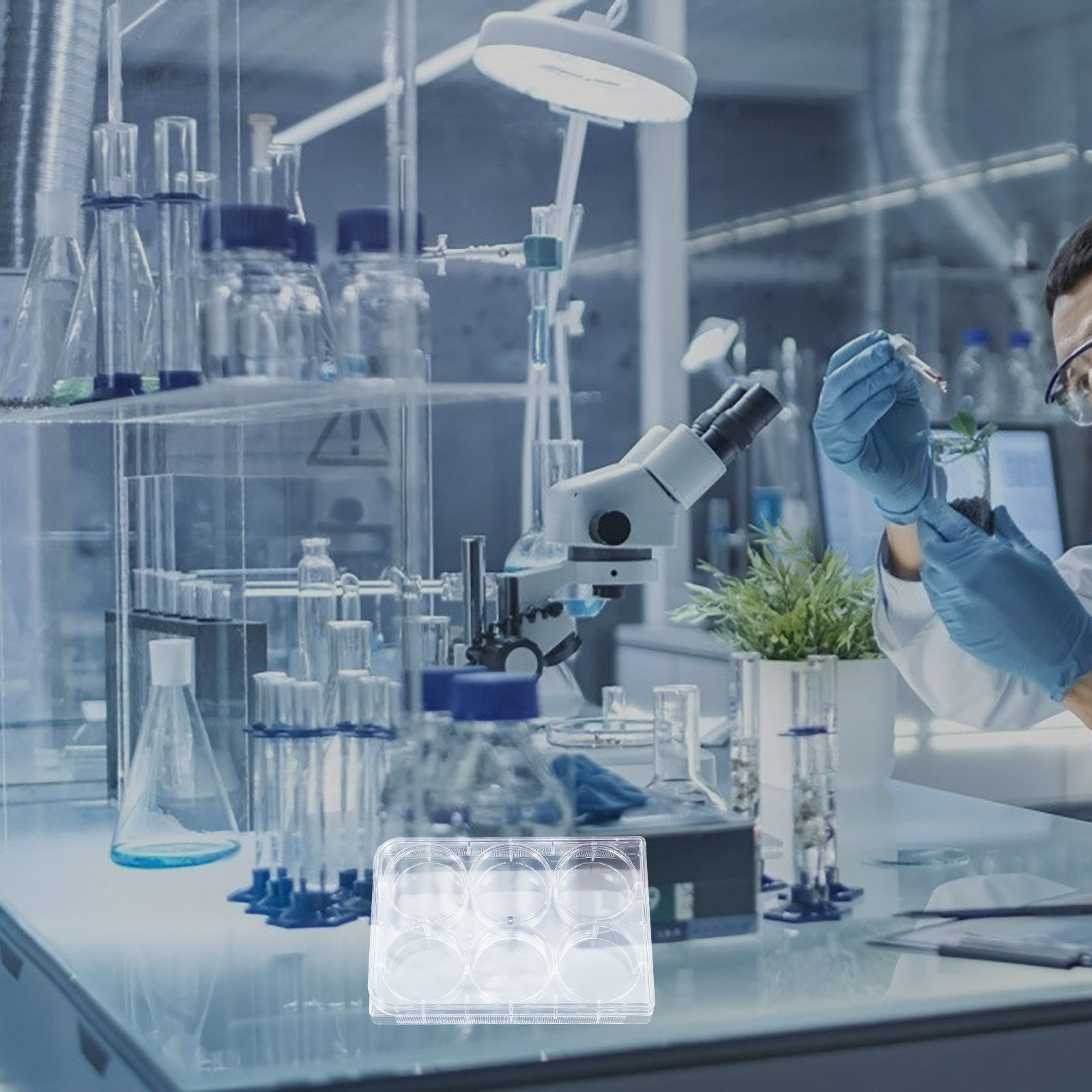 แผ่นเพาะเลี้ยงเนื้อเยื่อ 6 หลุ - Lab Equipment บทวิจารณ์และราคา
